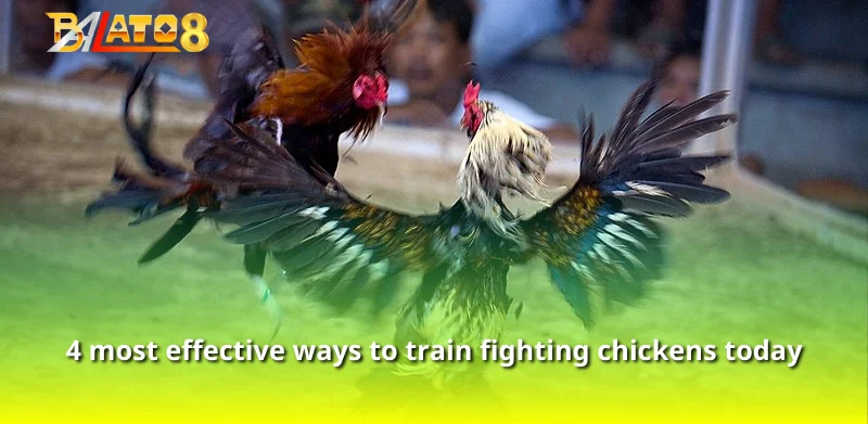 4 most effective ways to train fighting chickens today