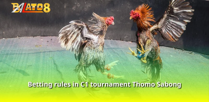 Betting rules in C1 tournament Thomo Sabong