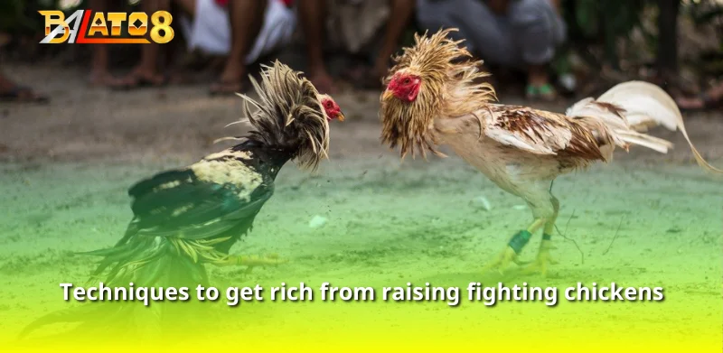 Techniques to get rich from raising fighting chickens