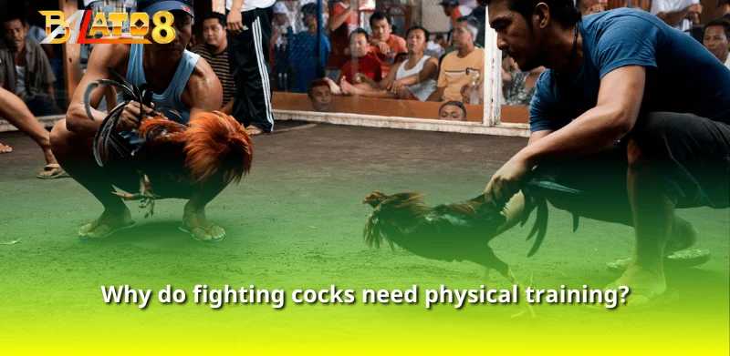 Why do fighting cocks need physical training?