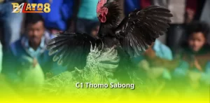 C1 Thomo Sabong