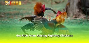 Get Rich From Raising Fighting Chickens