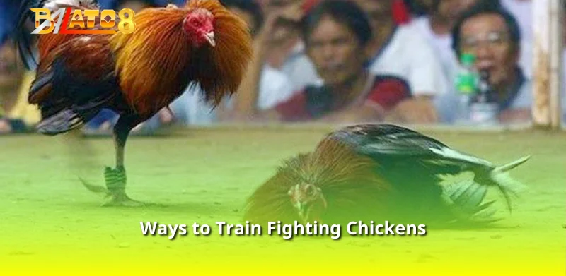 Ways to Train Fighting Chickens